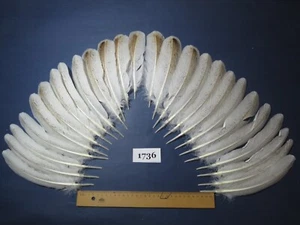 26 Pcs Natural Turkey Wing Feathers, Fly Tying Materials, Long Feathers. (1736) - Picture 1 of 8