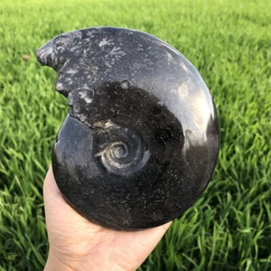 600g Natural Fossil conch crystal specimen healing care - Picture 1 of 12