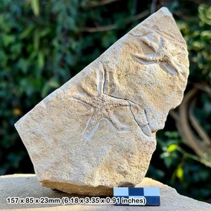 Double british starfish fossil - middle lias, lower jurassic, dorset, uk | 100% - Picture 1 of 3