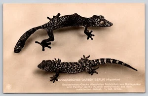 Postal RPPC Gecko Jardín Zoológico Berlín Alemania Foto Real Uroplacas - Imagen 1 de 2