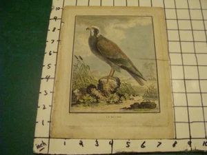 original 1800's hand colored engraving: LE BUSARD - BUZZARD - aprox 8 x 10" - Picture 1 of 8
