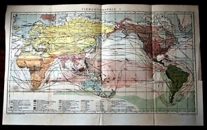 1894.Antica Mappa Geografica DELLA DISTRIBUZIONE ANIMALI NEL MONDO.Brockhaus - Imagen 1 de 1