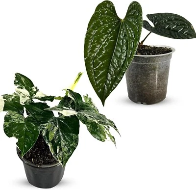 Anthurium Luxurian, Syngonium Podophyllum Albo Variegated by LEAL PLANTS ECUADOR - Image 1 of 4