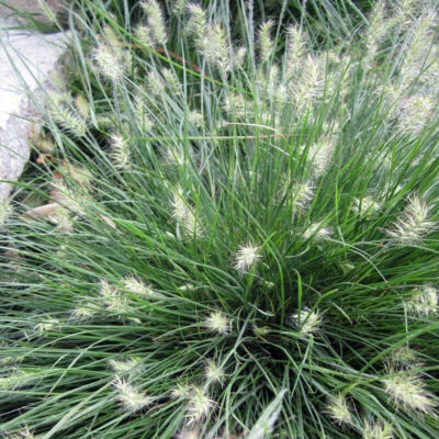 AZ.AGR.PURGATORIO pennisetum nano ottimo per giardini moderni balconi o terrazze