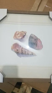 NEW Pottery Barn Framed 20" x 16" Shell Collection Print #2-DISCOUNT - Picture 1 of 5