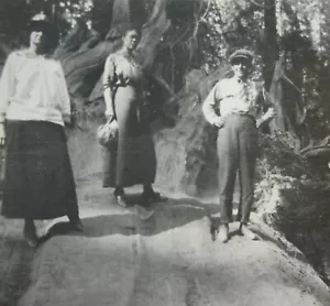 Vintage Yosemite National Park Photo Fallen Monarch Sequoia Mariposa Grove 1917 - Bild 1 von 3