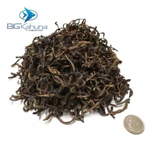 DRIED EARTHWORMS - TURTLES, REPTILES, CHICKENS, BIRDS, LARGE FISH, PONDS - Picture 1 of 2