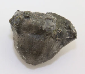 Crinoide, Arthroacantha carpenteri, Devon, Sylvania, Ohio, USA -L307 - Picture 1 of 7