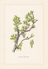 Stumpfblättrige Weide - Salix Retusa Farbdruck Von 1960 Bruchweide