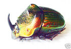 Beetle - Scarabaeidae - Dung Beetles - Phanaeus mexicanus (m) - Mexico