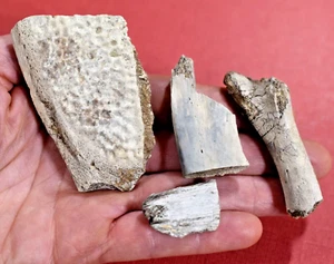 Colección auténticos fragmentos de caparazón de tortuga fósil prehistórico y 3 piezas de hueso - Imagen 1 de 3