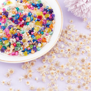 200pcs Dried Flowers For DIY Epoxy Resin Candle Making Jewellery Glass Fill
