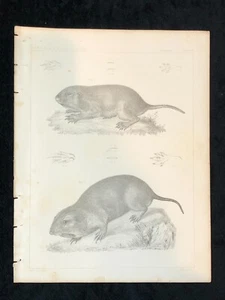 1857 Mammal Print, USPRR Explorations & Surveys, Plate X Pocket Gopher - Picture 1 of 4