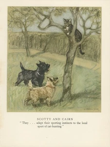 SCOTTISH CAIRN TERRIER DOGS OLD 1947 DOG ART PRINT by ARTIST  VERNON STOKES - Foto 1 di 1
