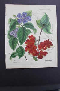 Antiguo botánico, Dietrich, color a mano, 1840, Alemania - Imagen 1 de 1