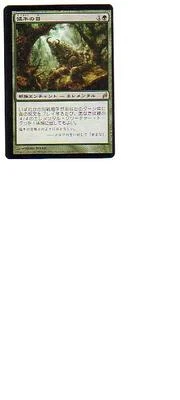 MTG LORWYN JAPANESE EYES OF THE WISEN MISCUT ERROR MAGIC THE GATHERING GREEN - Image 1 of 4