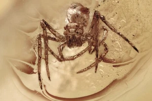 OGRE-FACE SPIDER Deinopidae Fossil Genuine BALTIC AMBER + HQ Pic 240523 - Bild 1 von 6