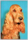 Postcard Golden Cocker Spaniel Headshot Dog Breed Canis familiaris