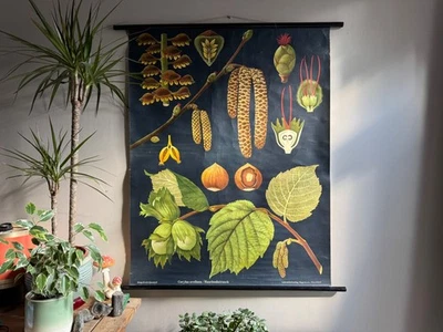 Vintage HAZEL TREE school chart JUNG KOCH QUENTELL COB NUT  BOTANICAL hazelnut - Image 1 of 4
