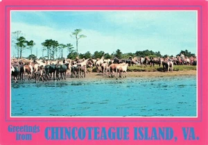 Greetings from Chincoteague Island Virginia Wild Ponies 4 x 6 PC - Picture 1 of 2