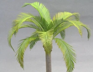 Kamizukuri A-31 Coconut palm - Picture 1 of 2