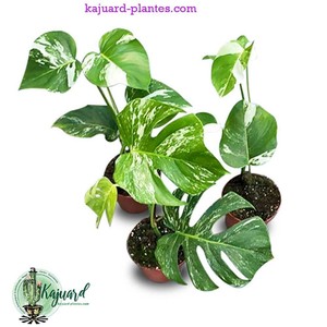 Monstera Deliciosa Variegata Dans Autres Plantes Graines Et Bulbes Ebay