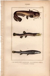 Lacepede 1835 Antique hand-colored print: Rockling, four-eyed fish, sea life - Picture 1 of 2