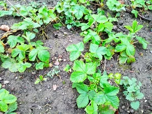 20 Walderdbeere Pflanzen frisch aus dem Garten - Bild 1 von 1