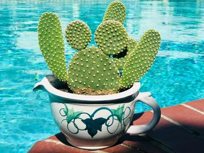 Semillas de cactus Opuntia basilaris "Beavertail" (100 semillas) Foto 1 de 3