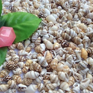 50 pcs Decorative Natural Shells Mini Sea Conch Nautical Decor DIY Crafts 5-10mm - Picture 1 of 6