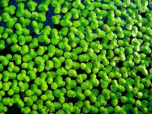 5 x Tablespoon / 150g Duckweed Oxygenating Floating Pond Fresh Water Plants🌿 - Picture 1 of 14