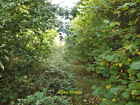 Photo 6X4 Overgrown Motor Road, Needingworth, Hunts Bluntisham The Same R C2014