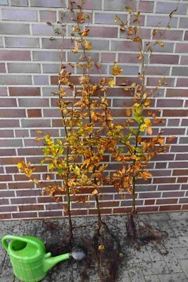 Rotbuchen 25st. 80-120cm  Forstpflanzen Rotbuche Fagus sylvatica Wurzelware - Bild 1 von 4