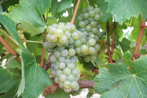 1 Vidal Blanc Live Wine Grape Vine Plants - 1-2 yr Old - Ready for Planting - Picture 1 of 3