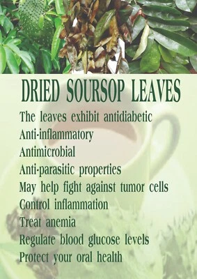 500++ Hojas de té de hierbas de guanábana secas a base de hierbas/ANONA/guanábana Graviola Foto 1 de 4