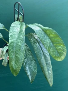 Epipremnum giganteum variegata (Established Plant) COLLECTOR PLANT - Picture 1 of 11