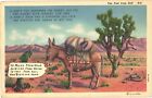 Donkey And Rattle Snake On Desert Don't You Remember The Desert Old Pal Postcard