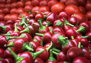 10 x RED CHERRY CHILLI SEEDS-EASY GROW-MILD HEAT-ASIAN VEGETABLES-GARDEN SPICE - Picture 1 of 4