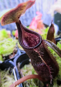5 SAMEN NEPENTHES IZUMIAE - FLEISCHFRESSENDE PFLANZE  - Bild 1 von 1