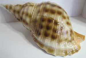 Conch Shell Nightlight without Power Cord - Picture 1 of 8