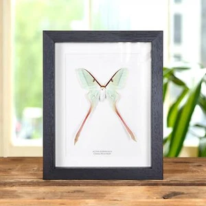 Marco de polilla de taxidermia lunar china hembra (Actias dubernardi) - Imagen 1 de 9