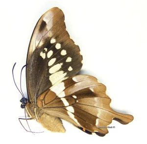 Unmounted Butterfly/Papilionidae - Papilio euphranor, RARE, F, RSA - Picture 1 of 1