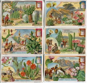 Liebig-Sammelbilder Serie A 730, Kakteen - Bild 1 von 2