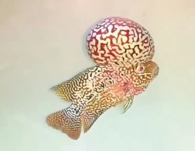 King Kamfa F2 Flowerhorn Vip High Quality Super Monster Kok - Image 1 of 4