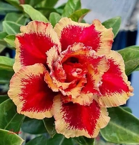5 Red Mango Desert Rose Seeds Adenium Obesum Flower Perennial Seed US SELLER - Picture 1 of 24