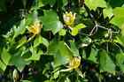 Liriodendron tulipifera  /  echter Tulpenbaum,   +Pflanze+