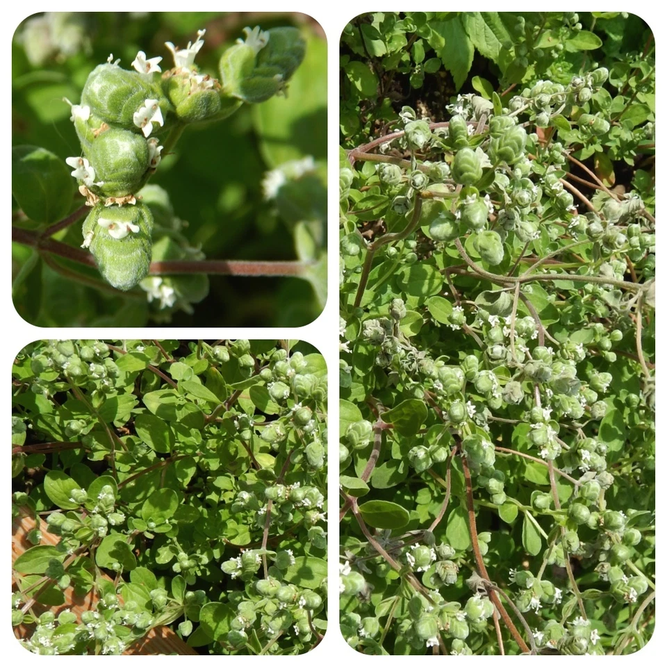 Majoran Origanum majorana Gewürz Sweet Marjoram  - Bild 1 von 1