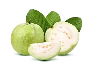BeauFlora Hybrid Guava ( Taiwan White Guava , Layering plant ) 1 Bare-Root Plant - Picture 1 of 1