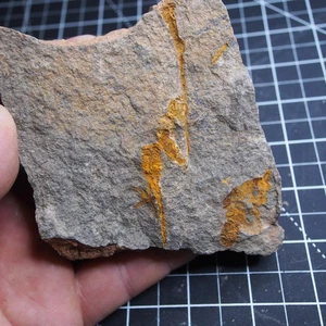 0.5kg Echinoderma Dendrocystites sp. Fossil Morocco Ordovician 1619 - Picture 1 of 10