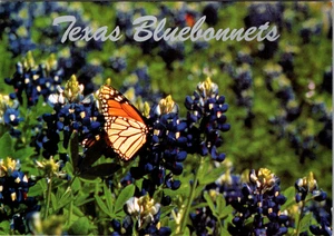 Postcard -Texas Bluebonnets- Central Texas USA Unposted - Picture 1 of 2